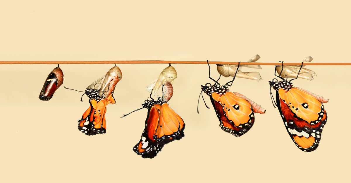 Butterfly at each stage of metamorphosis